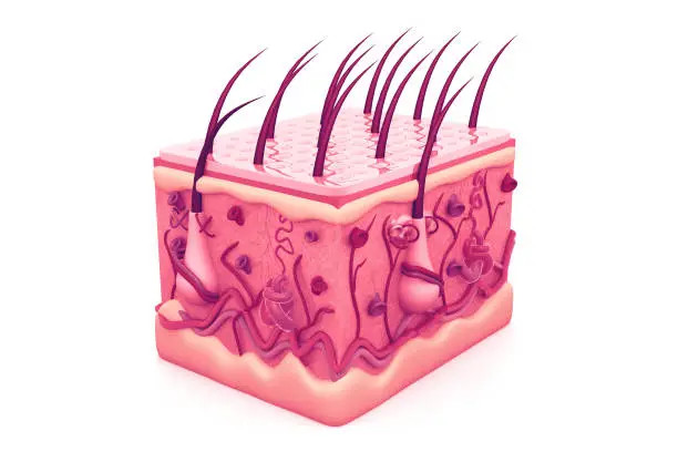 https://www.freeimages.com/search/dermis-capas-de-la-piel