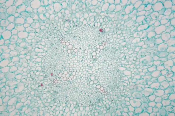 https://www.freeimages.com/search/esporas-bacterianas